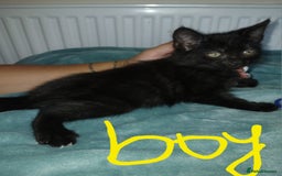Mixed Breed cats for sale: 7 very fluffy kittens wisbech!!🐈‍⬛️🐈‍⬛️😻 - Image 14