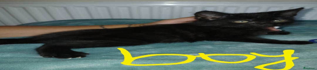 Mixed Breed Kitten 6