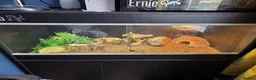 Bearded Dragon reptiles for sale: Red Monster Bearded Dragon & Set Up - Advert 4