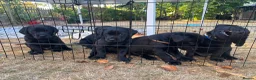 Labrador Retriever dogs for sale: Black Labrador pups, KC, dna tests, great scores - Advert 10