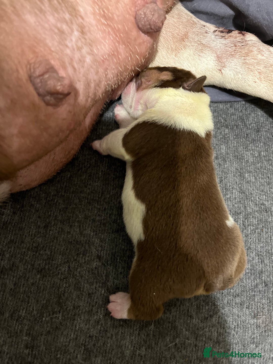English Bulldog dogs for sale: QC puppies  - Image 9