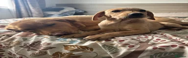 Labrador Retriever 4