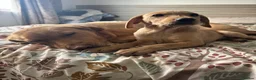 Labrador Retriever dogs for sale: Calling all Fox Red Labrador lovers !  - Advert 4