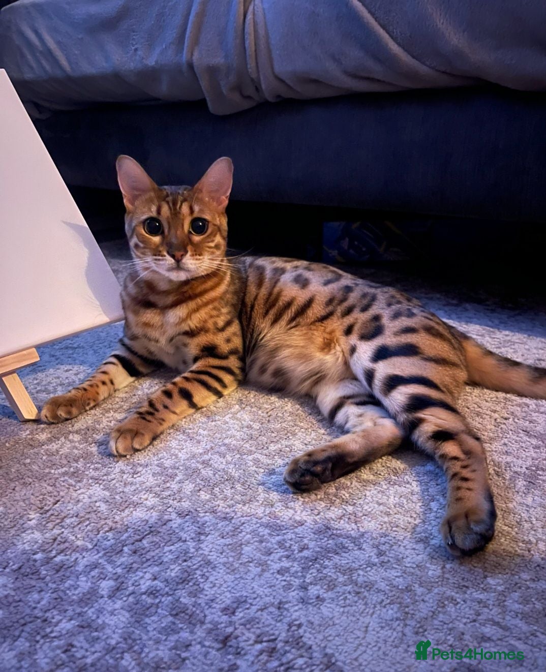 Bengal cats A very special home wanted for Astrid - Advert 8