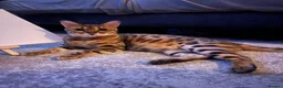 Bengal cats for sale: A very special home wanted for Astrid in Salford - Advert 1