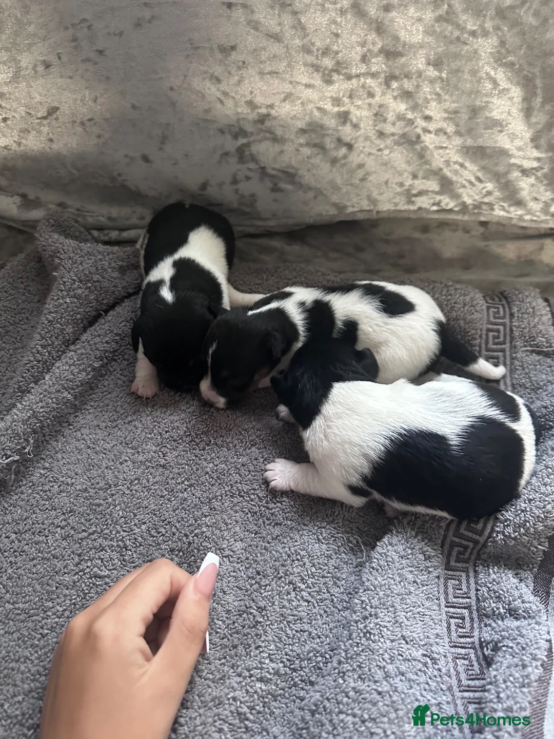 Jack Russell dogs for sale: Traditional shot legged jack rusells - Advert 8