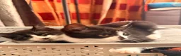British Shorthair cats for sale: 4 black + white female kittens - Advert 29