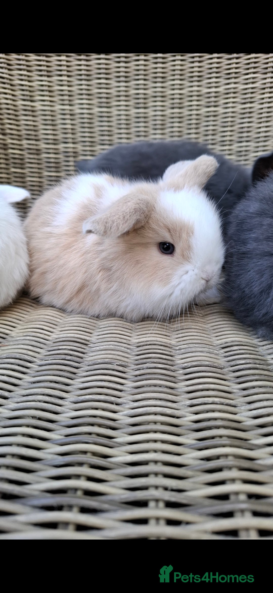 Mini Lop rabbits Adorable baby mini lops for sale - Advert 12