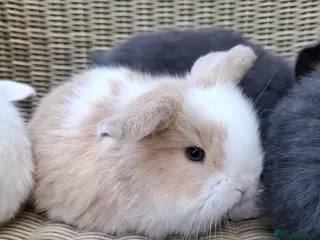 Mini Lop rabbits Adorable baby mini lops for sale - Advert 12