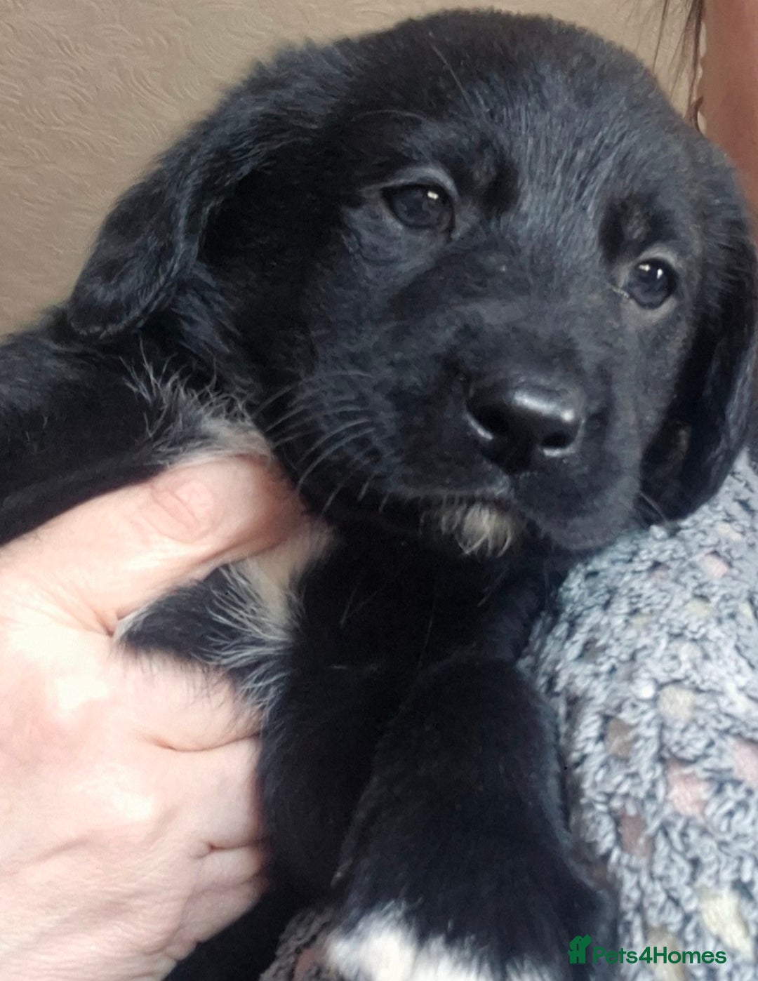 Borador dogs for sale: Border collie cross labrador puppies - Image 2