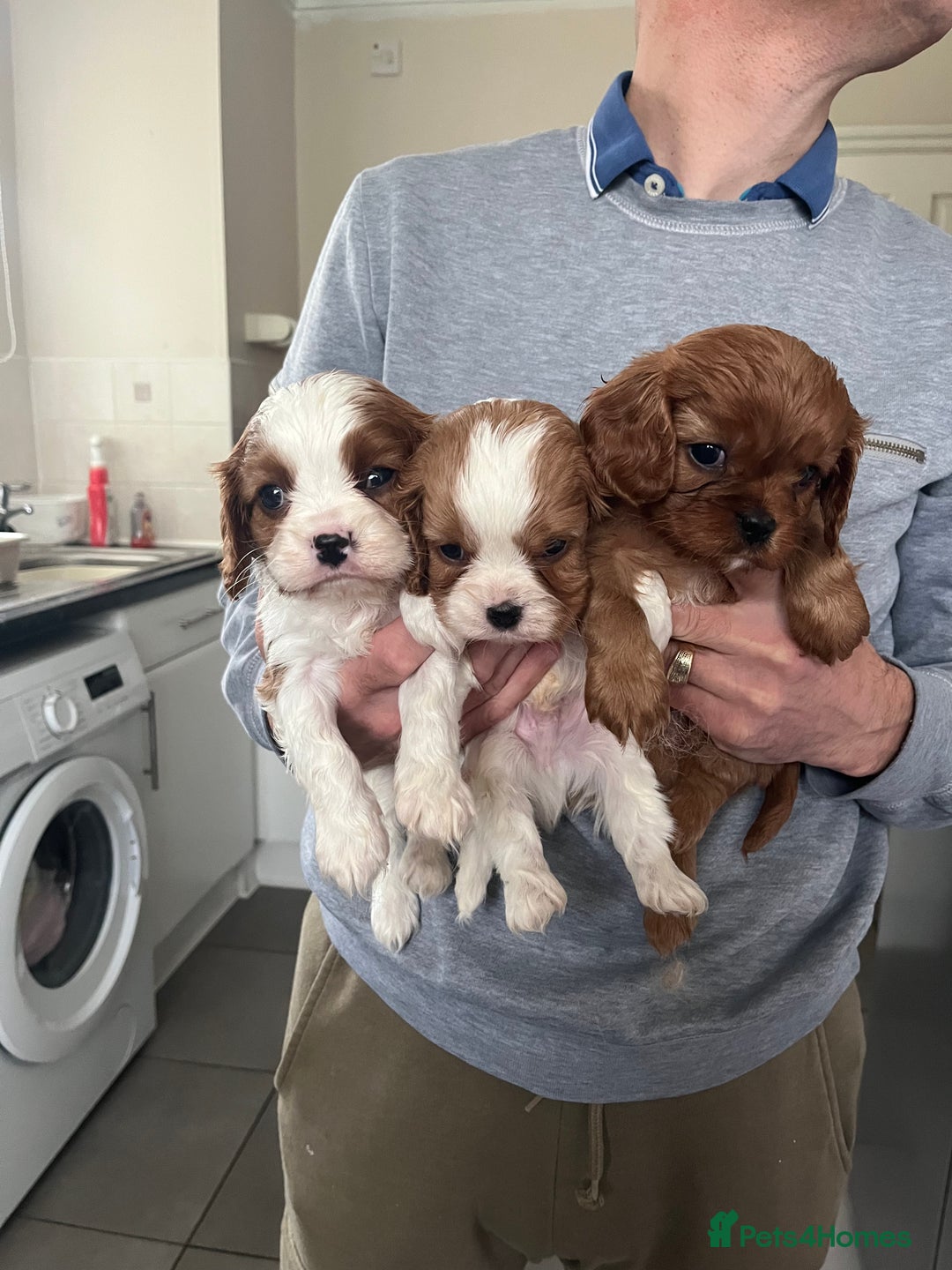 Cavalier King Charles Spaniel dogs for sale: Cavalier King Charles puppies - Advert 7