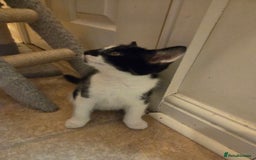 Mixed Breed cats for sale: Kitten girl. - Image 7