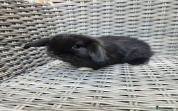 Mini Lop rabbits for sale: Mini lop babies - Image 4