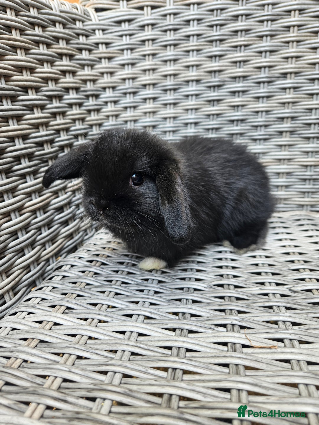 Mini Lop rabbits for sale: Mini lop babies - Image 4