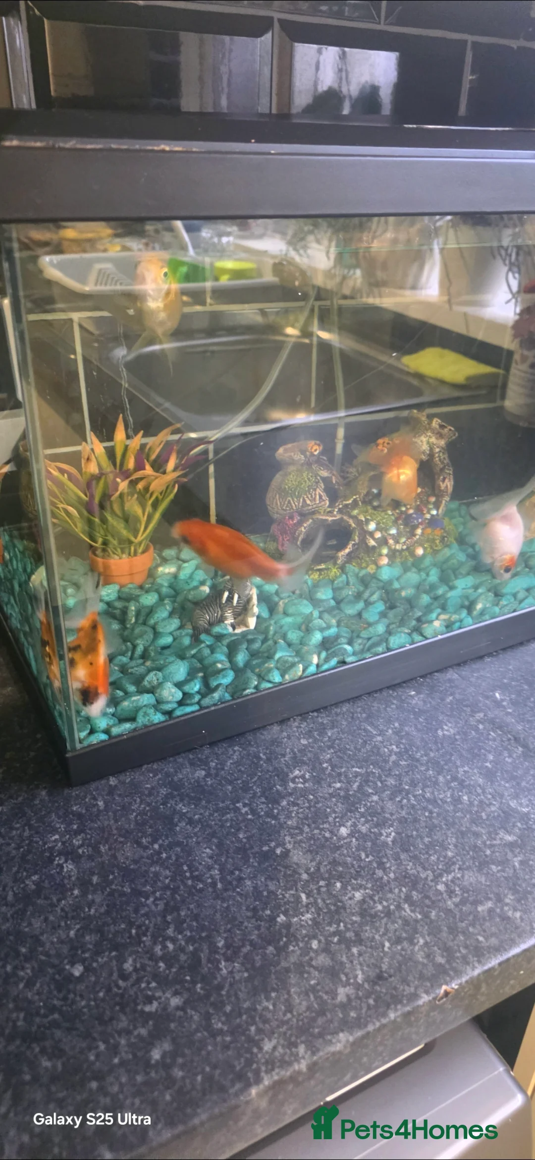 Goldfish fish for sale: 6 goldfish   - Advert 1