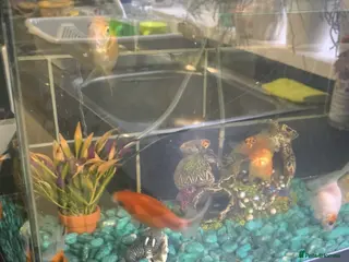 Goldfish fish 6 goldfish - Advert 6