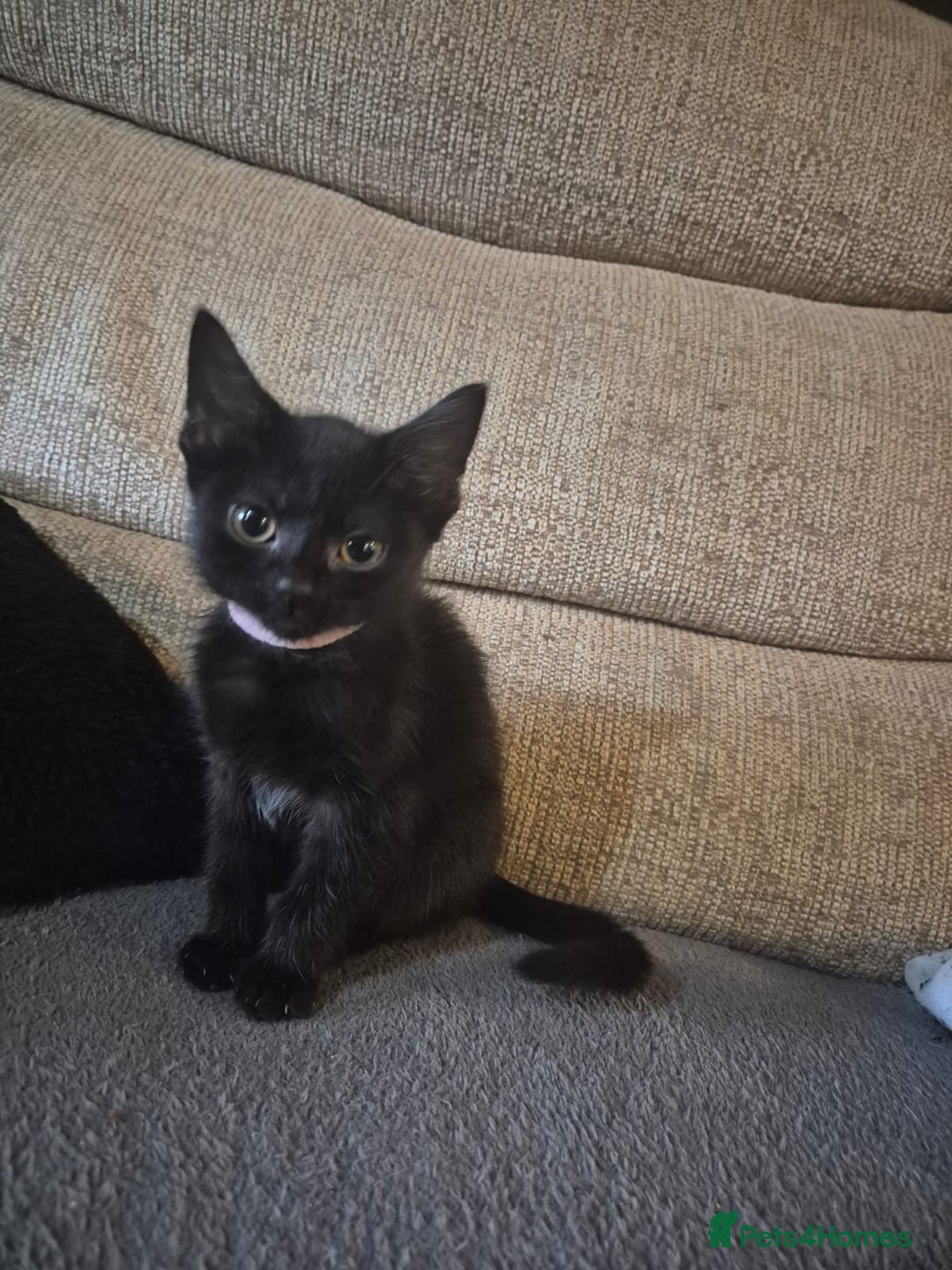 Mixed Breed cats for sale: Adorable black kittens for sale  - Image 9