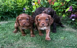 Cocker Spaniel dogs for sale: Ready to leave - Champion bred working cocker pups - Image 13