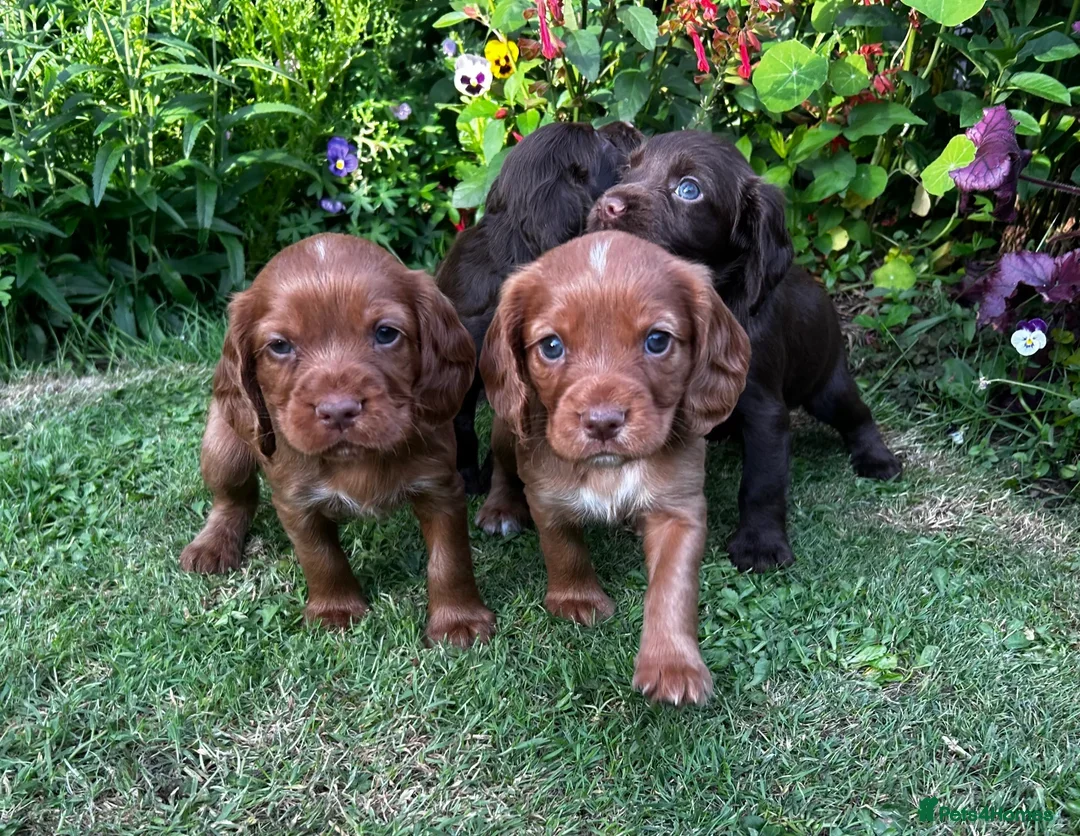 Cocker Spaniel dogs for sale: Ready to leave - Champion bred working cocker pups - Image 13