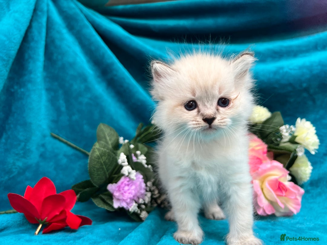 Siberian cats for sale: 🩵🩵Stunning Siberian Neva Masquerade Babies🩵🩵 - Image 11