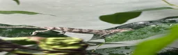 Chameleon reptiles for sale: Panther chameleons  - Advert 5