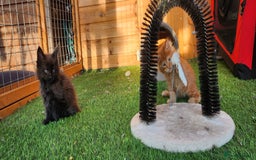 Maine Coon cats for sale: Big maine coon kittens  - Image 20