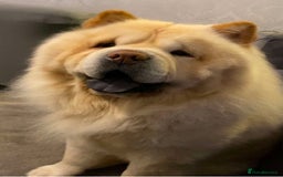 Chow Chow dogs for sale: 5 year old chow chow  - Image 2