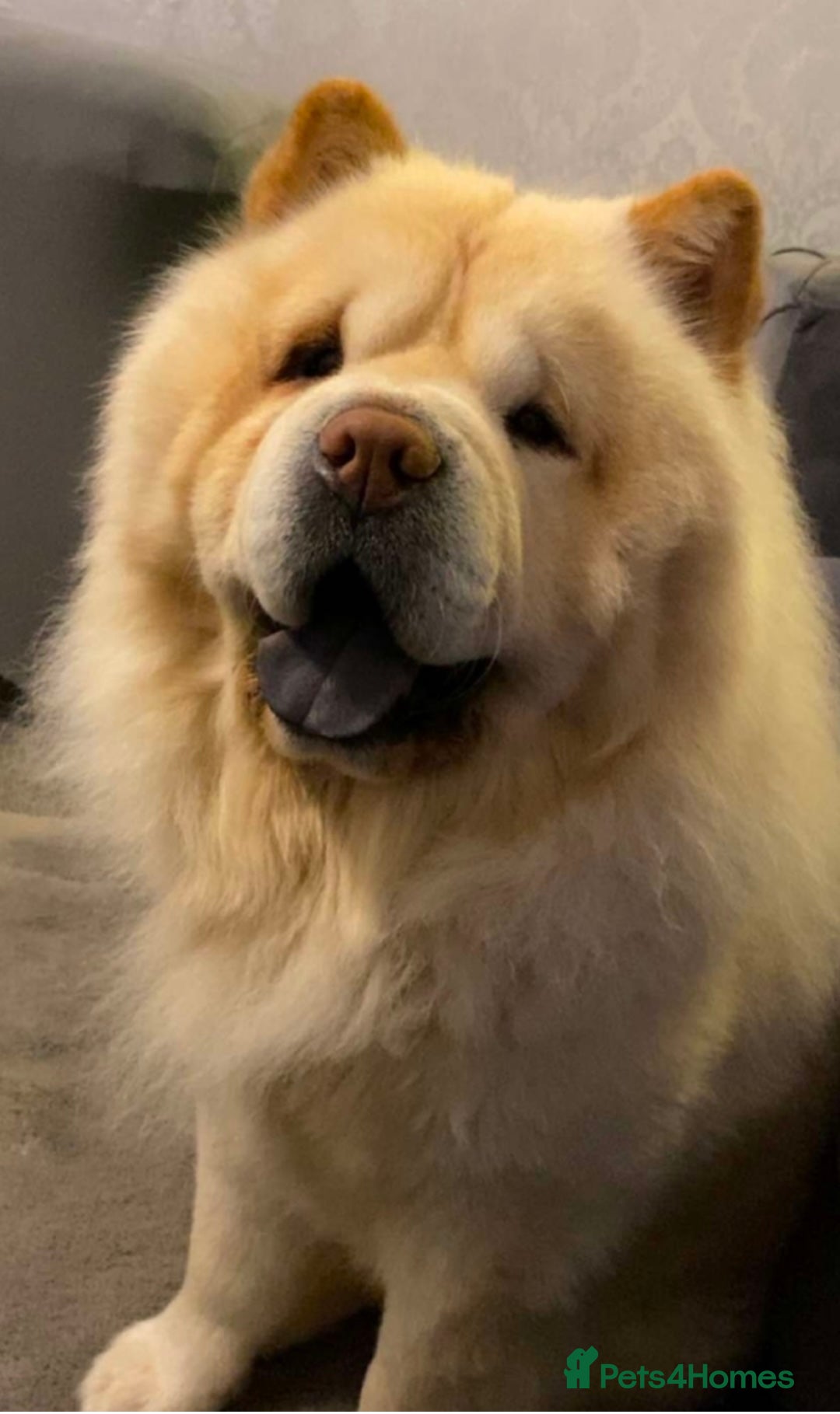 Chow Chow dogs for sale: 5 year old chow chow  - Image 2