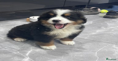 Bernese Mountain Dog dogs - Advert 7
