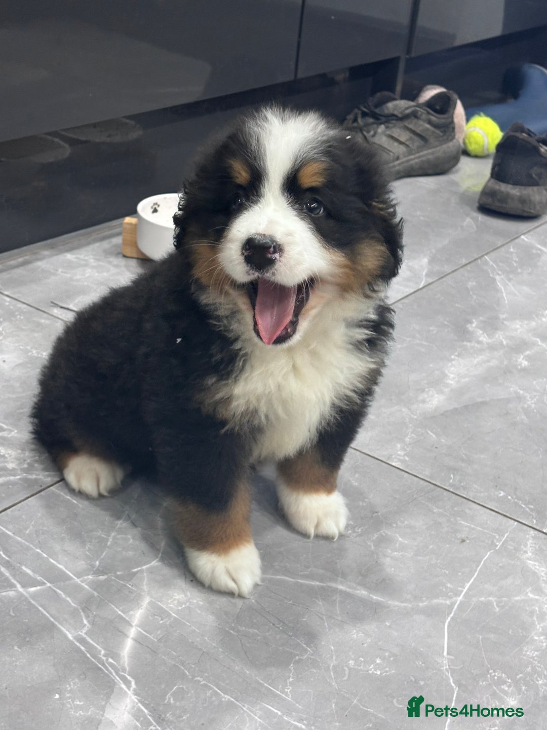 Bernese Mountain Dog dogs for sale: Fluffy Bernese Mountain Dog Girl Puppy - Image 2