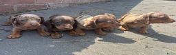 Miniature Dachshund dogs for stud: 🤎 Quinn Cake – Miniature Dachshund Stud 🤎 - Advert 4