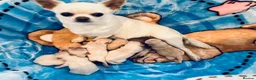 Chihuahua dogs for sale: SMOOTH KC REG chihuahua pups cream champion lines - Advert 5