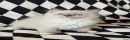 Ragdoll cats for sale: Chunky Ragdoll kittens  - Advert 3