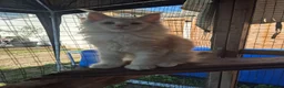 Maine Coon cats for sale: Amazing Maine Coon boys  - Advert 9