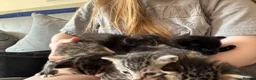 Maine Coon cats for sale: Fluffy Maine coon x - Advert 7