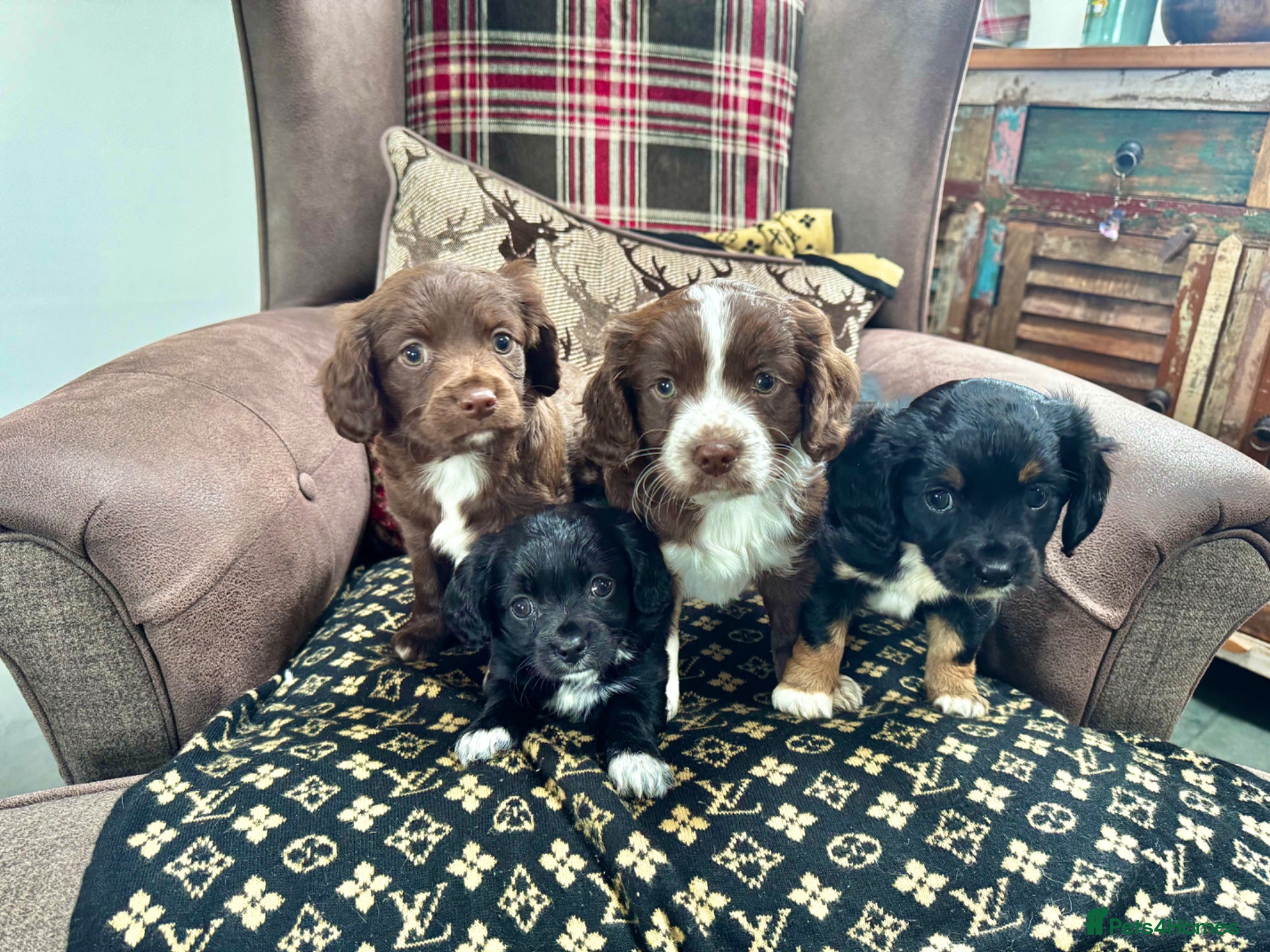 Mixed Breed dogs Chihuahua x Cocker Spaniel puppies cockerhuahua - Advert 10