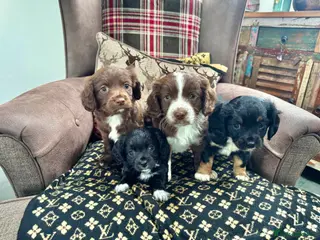 Mixed Breed dogs Chihuahua x Cocker Spaniel puppies cockerhuahua - Advert 10
