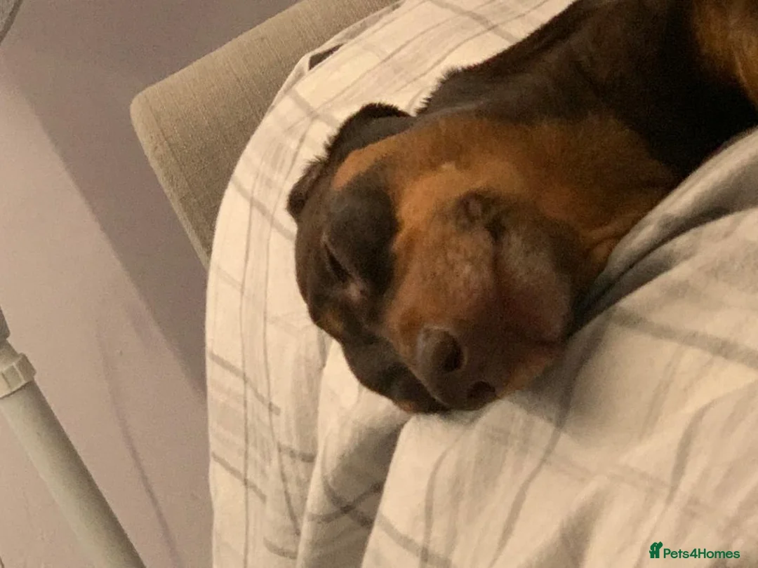 Dachshund dogs for stud: Reggie Roo - Advert 11