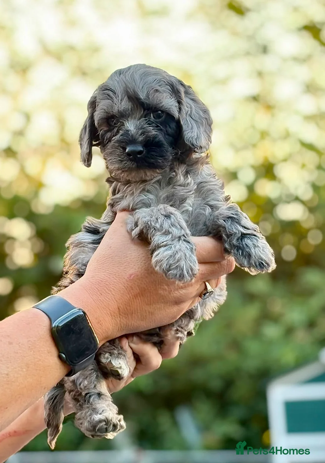 Cockapoo dogs for sale: Beautiful cockapoo pups for sale - Advert 2