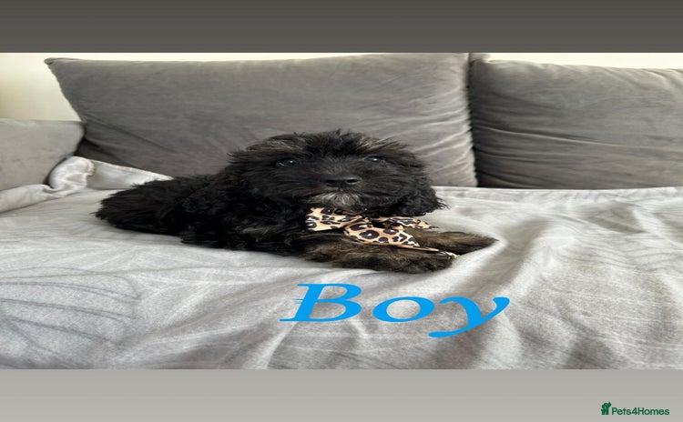 Cockapoo dogs - Advert 8