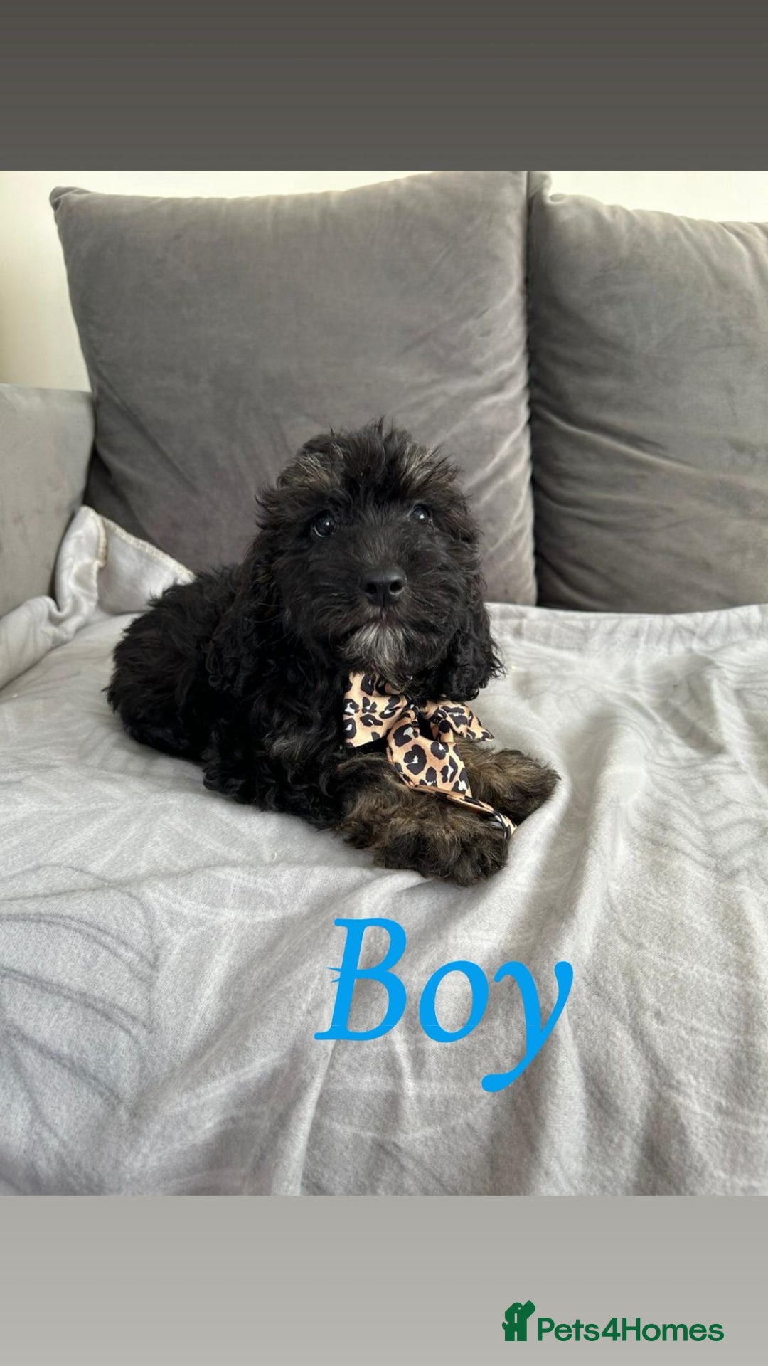 Cockapoo dogs for sale: F2 cockapoo - Image 1