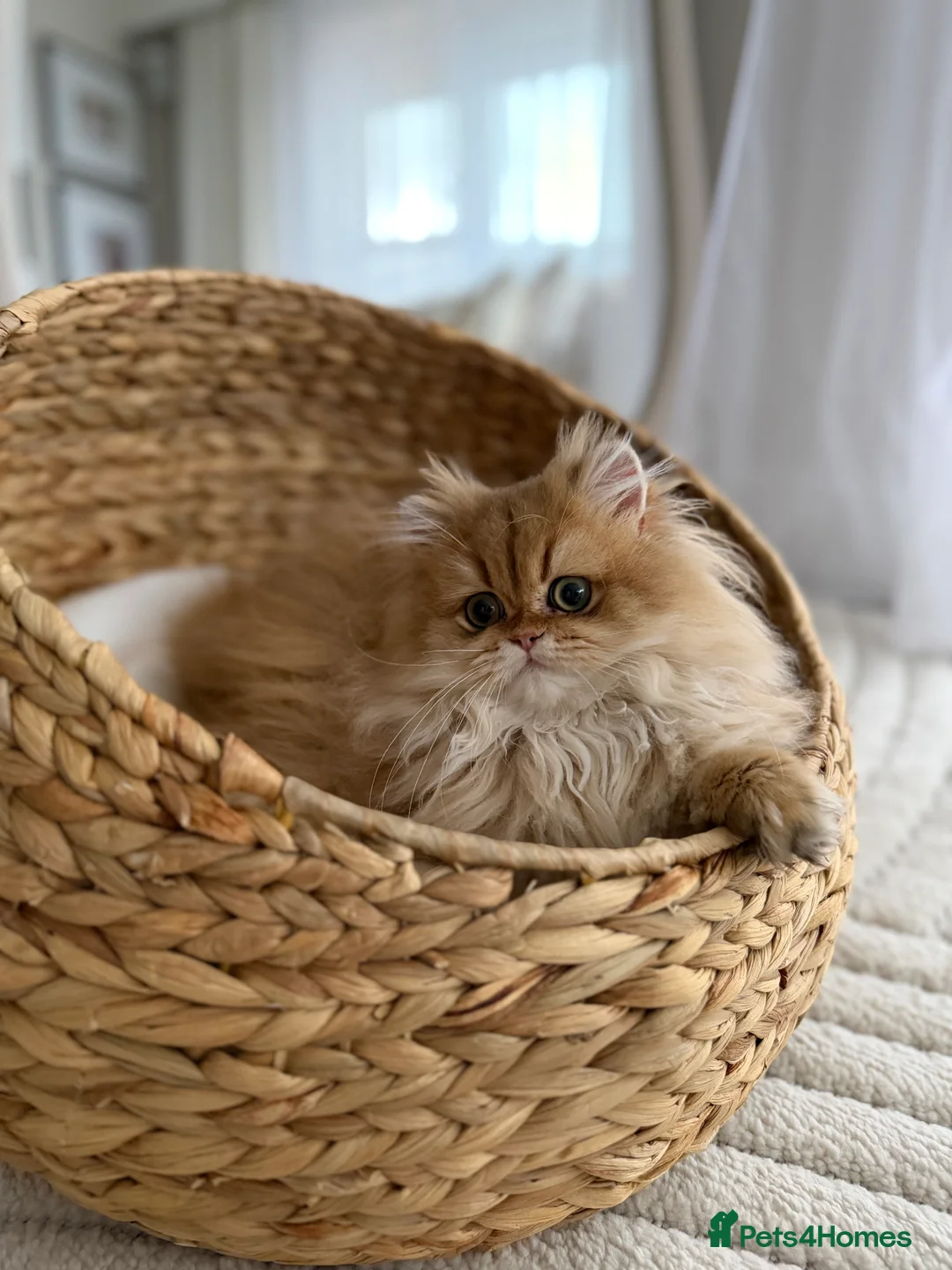 British Longhair cats for sale: Sold Amazing British Longhair Golden kitten - Advert 13