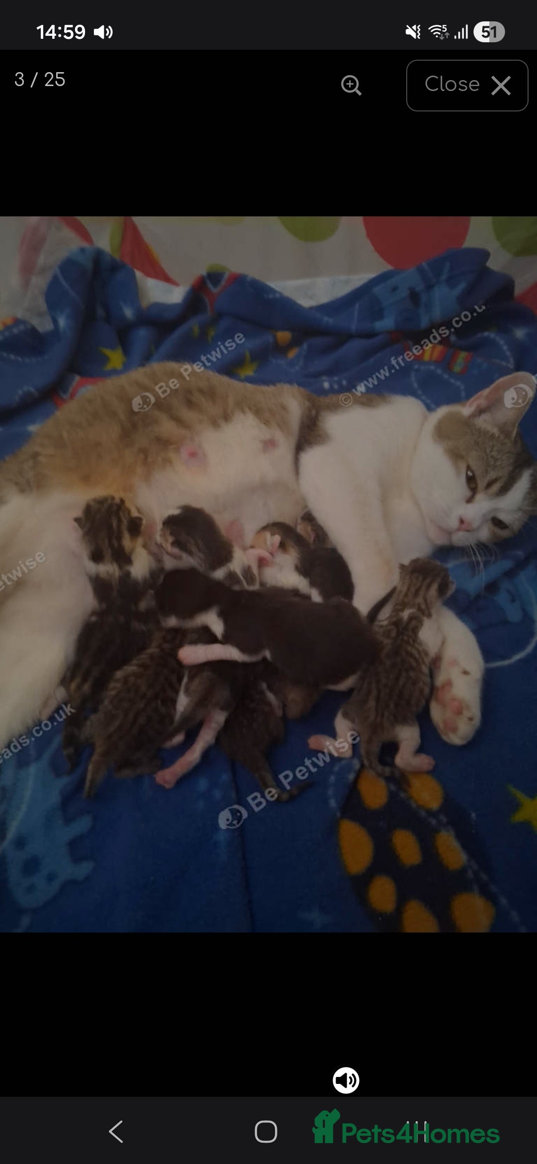 Mixed Breed cats for sale: Scottish straight cross kittens  - Image 3