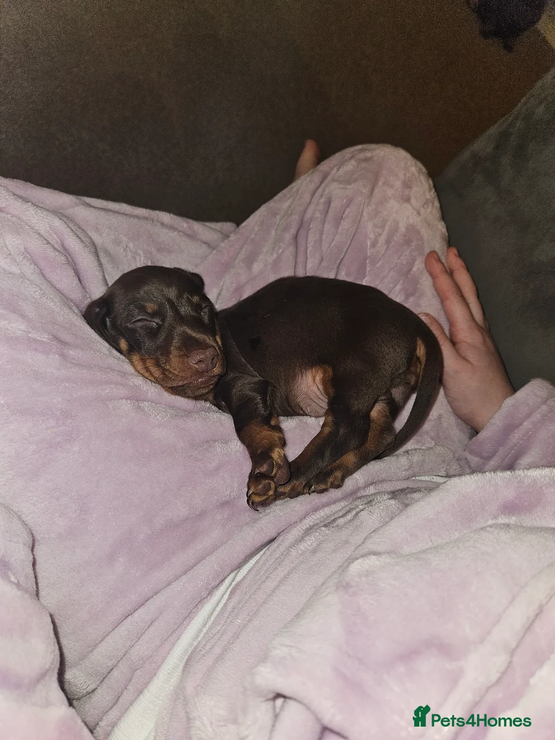 Miniature Dachshund dogs for sale: Miniature dachshund  - Advert 8