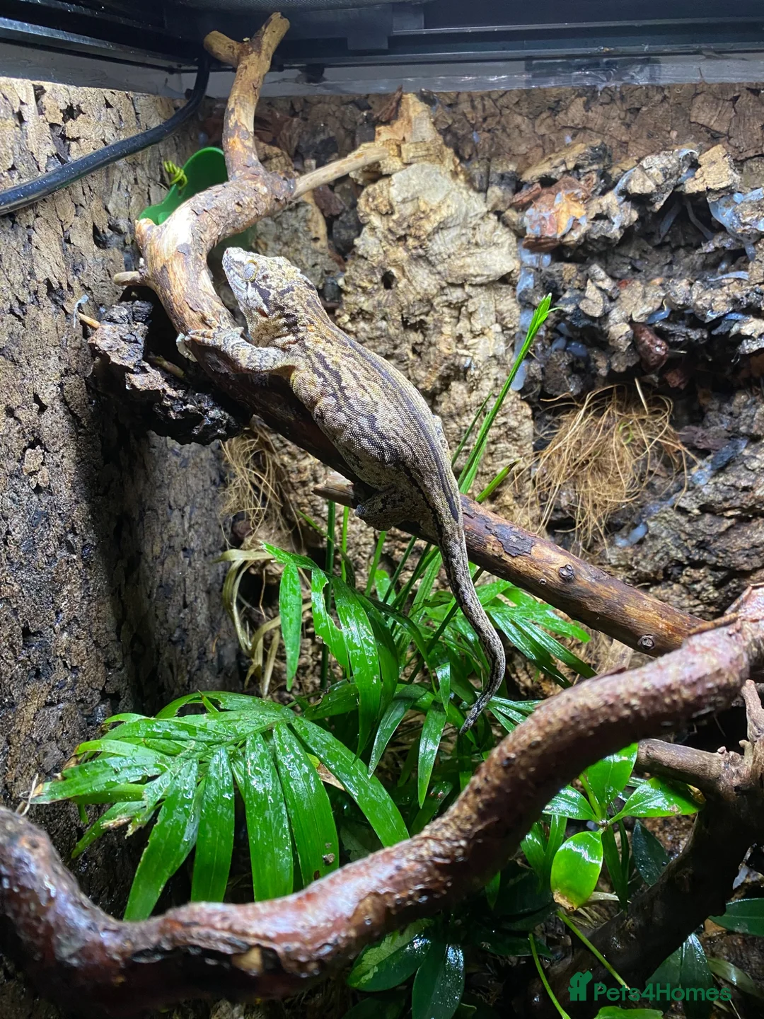 Gecko reptiles for sale: Make Gargolye Gecko and Bioactive Set Up in Wrexham - Advert 2