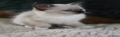 Ragdoll 3
