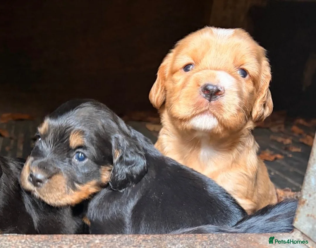 Cocker Spaniel dogs for sale: Working Cocker Spaniel Boy Pup - Advert 2
