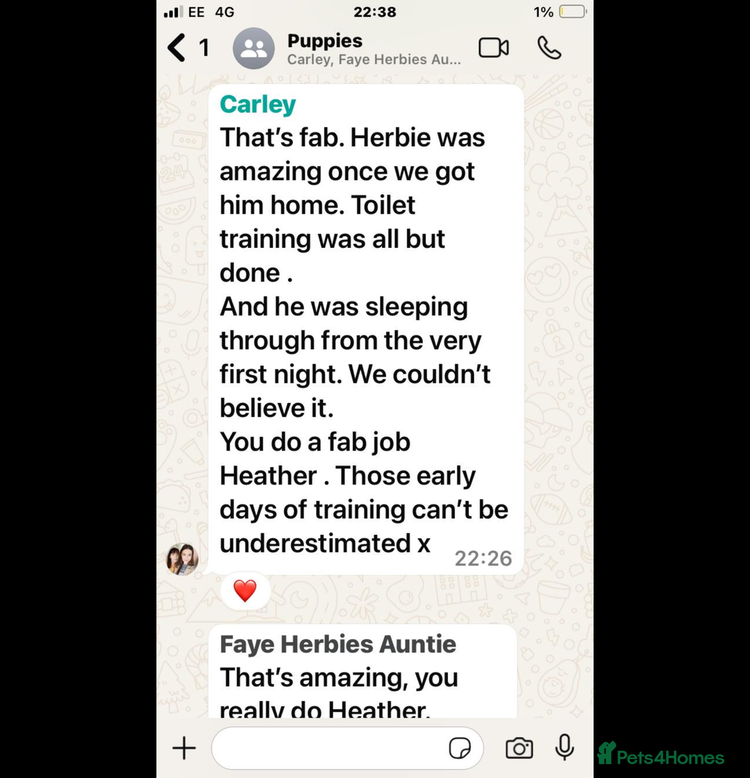 Cavapoo dogs for sale: Cavapoo Litter - Pending Litter Due Late Jan 2026 - Advert 3