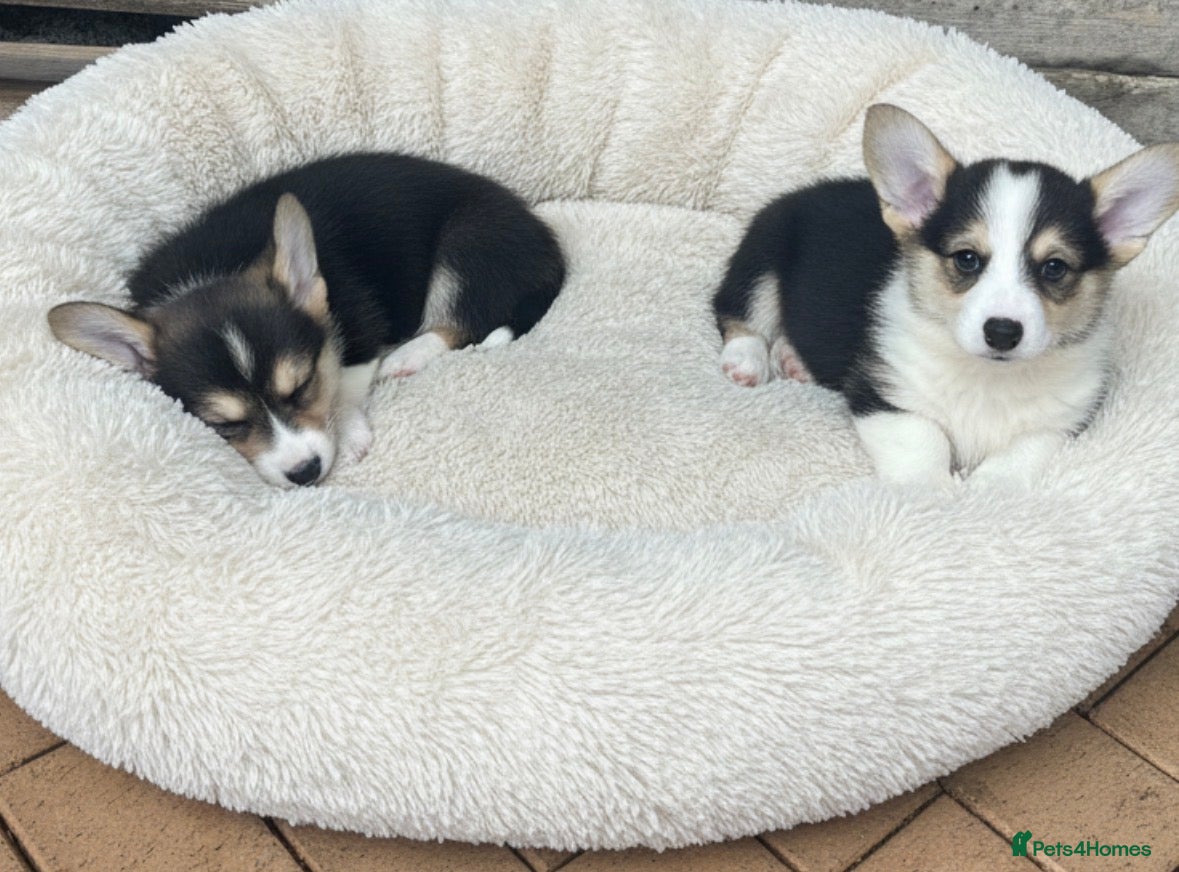 Welsh Corgi Pembroke dogs Beautiful Pembrokeshire corgi pups READY NOW! - Advert 2