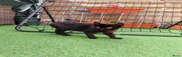 Mixed Breed cats for sale: Lexxi in Deeside - Advert 3